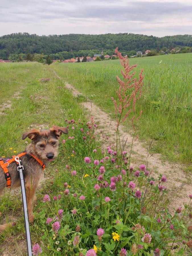 Ferienhaus Blaue Blume Mit 11 Kw Ladestation, Kamin, Terrasse, Eingezaeuntem Garten, Sauna, Wlan, Netflix, 2 Hunde Willkommen! Güntersberge Екстериор снимка